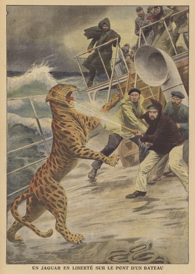 Un jaguar escapado suelto en un barco de French School
