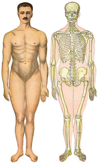 Ficha anatómica de la Nueva Enciclopedia Práctica de Medicina e Higiene, del Dr. Rehm, Librería Aristide Quillet 1922 - cuerpo humano cara - hombre desnudo sin sexo aparente (sexo chicle) junto a su esqueleto de French School