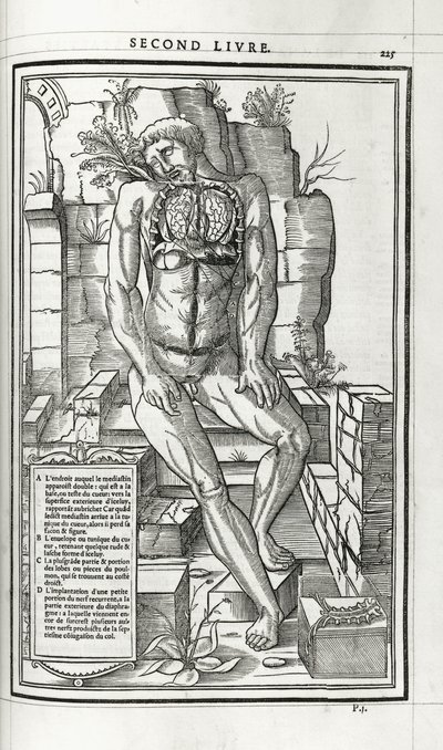 Ilustración anatómica, 1546 de French School