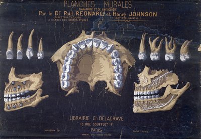 Gráfico anatómico de los dientes de French School