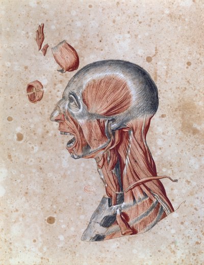Anatomía de la cabeza, dibujada por un estudiante de French School