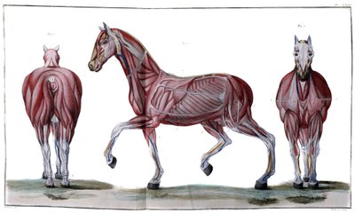 Anatomía del caballo: piel, cara y perfil - "Curso de hippiatría, tratado completo de medicina equina" por P. E Lafosse de French School