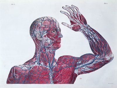 Anatomía de la cabeza y el brazo humanos, de un libro de anatomía por Francesco Antommarchi (1789-1838) grabado por Mascagni, c.1820 de French School