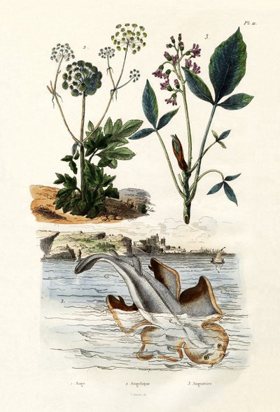 Tiburón ángel, 1833-39 de French School