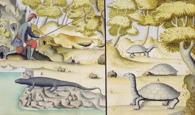 Animales encontrados en las Islas Galápagos de French School
