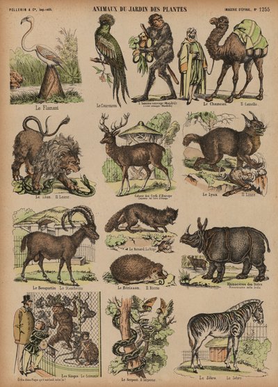 Animales del Jardín de Plantas, París, Francia de French School
