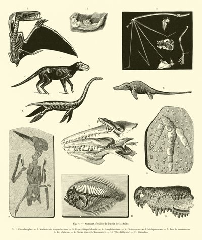 Animales fósiles de la cuenca del Sena de French School