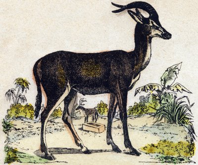 Antílope. Grabado en "Alphabet des animaux sauvages". 9ª Serie. Imaginería de Epinal, Pellerin, impresor-editor, circa 1870. Grabados en madera, estarcidos. 16 páginas. Dim: 20 x 15 cm. Colección privada de French School