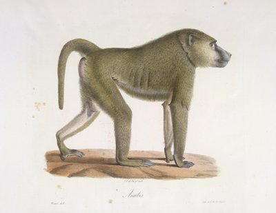 Anubis. Un babuino, de Historia natural de los mamíferos (litografia en color) de French School