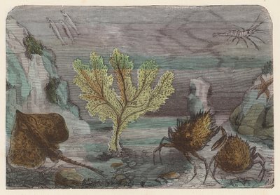 Acuario (grabado en color) de French School