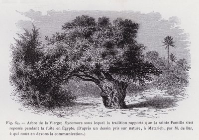 Árbol de la Virgen; Sicomoro bajo el cual la tradición dice que la Sagrada Familia descansó durante la huida a Egipto, Según un dibujo tomado del natural, en Matarieh, por M de Bar, a quien debemos la comunicación de French School