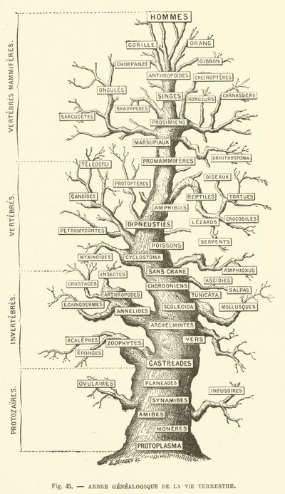 Árbol genealógico de la vida terrestre de French School