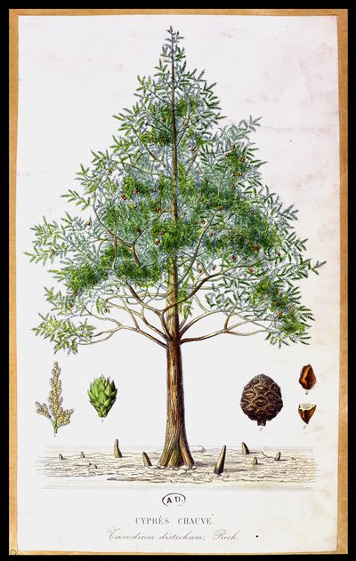 Árbol de ciprés calvo de French School