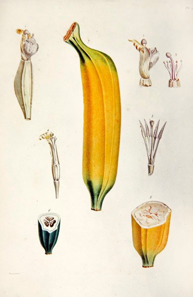 Banana, de 