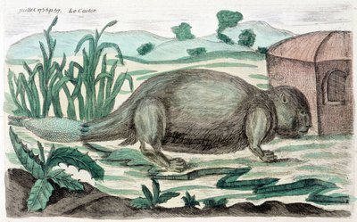 Castor. Ilustración de M. Toussaint (1756) en "Observaciones periódicas sobre la física, la historia natural y las artes" de French School