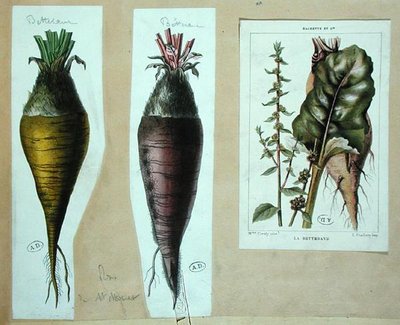 Remolacha, tres láminas botánicas de French School