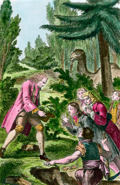 Bernard de Jussieu (1699-1777) plantando un cedro del Líbano en el jardín de plantas en París en 1734. Grabado del siglo XVIII. de French School