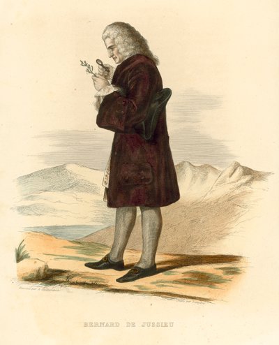 Bernard de Jussieu de French School