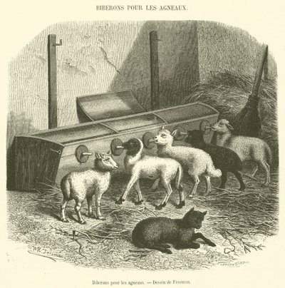 Biberones para los corderos de French School