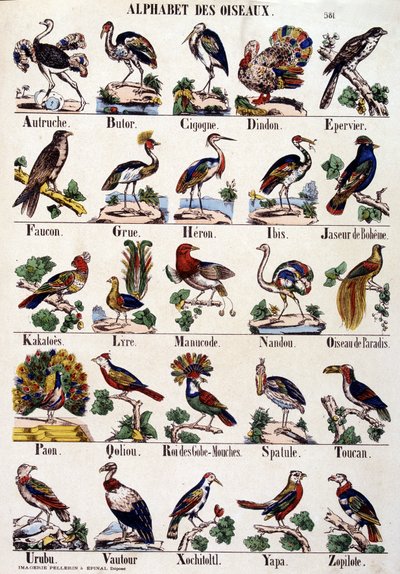 Alfabeto de aves de French School