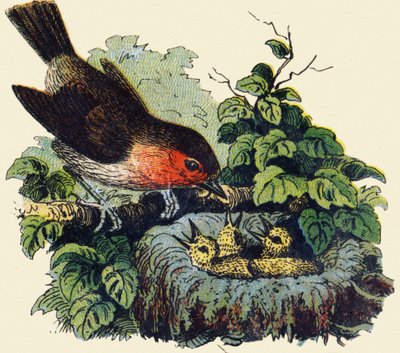 Pájaro y polluelos en un nido. Grabado en "ABC irrompible en lienzo barnizado". A. Capendu, editor, París, finales del siglo XIX. Librería infantil ilustrada. 8 páginas. Dim: 21,5x18cm de French School