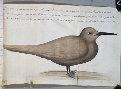 Ave llamada Foyroux (Charrán), Cabo Frío, Brasil, acuarela del libro de bitácora de Jacques Gouin de Beauchesne, capitán de la Compagnie royale de la Mer du Sud, de 1698 a 1701, Francia de French School