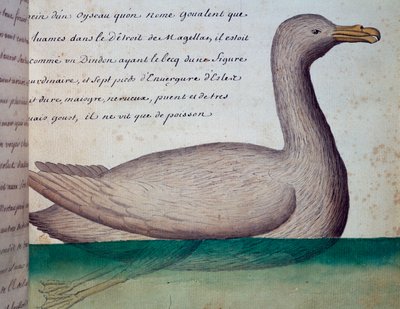 Ave llamada Goualent, Estrecho de Magallanes, acuarela del libro de bitácora de Jacques Gouin de Beauchesne, capitán de la Compagnie royale de la Mer du Sud, de 1698 a 1701, Francia de French School