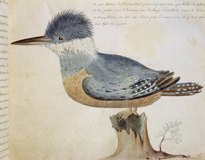 Pájaro, cercano al arrendajo de Francia, cerca del Estrecho de Magallanes de French School