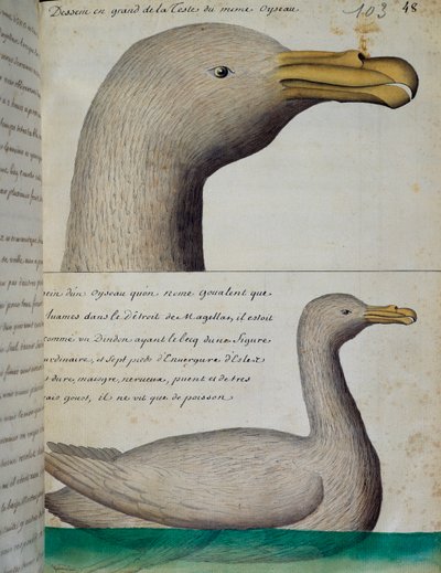 Ave del Estrecho de Magallanes, acuarela del libro de bitácora de Jacques Gouin de Beauchesne (1652-1730), capitán de la Compagnie royale de la Mer du Sud, de 1698 a 1701, Francia de French School