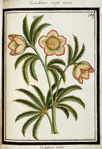 Hellebore Negro, c.1700 de French School