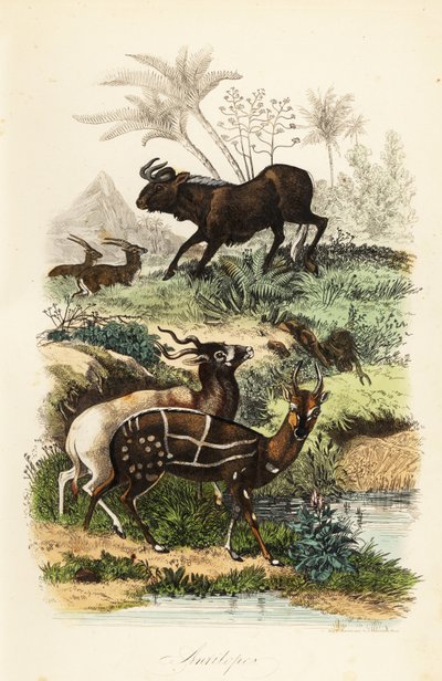 Ñu negro, Connochaetes gnou, addax críticamente en peligro o antílope de cuernos en espiral, Addax nasomaculatus, y antílope de monte o kewel, Tragelaphus scriptus de French School