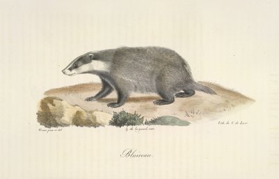 Tejón, tejón, de la historia natural de los mamíferos (litografia en color) de French School