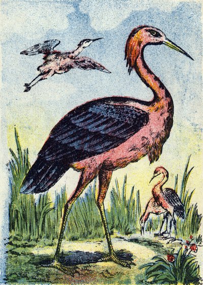 Garza azul: ave águila que se alimenta de gusanos y reptiles. Vive en Estados Unidos y el Caribe. Grabado en "Alphabet des oiseaux"". Imaginería de Pont-a-Mousson, Marcel y/o Louis Vagne, Impresor-Editor, finales del siglo XIX. 16 páginas. Dim: 20,5 x 14 c de French School