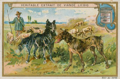 Border Collie y perro pastor de French School