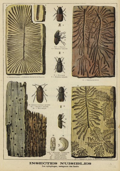 Insectos perforadores dañinos para los bosques de French School