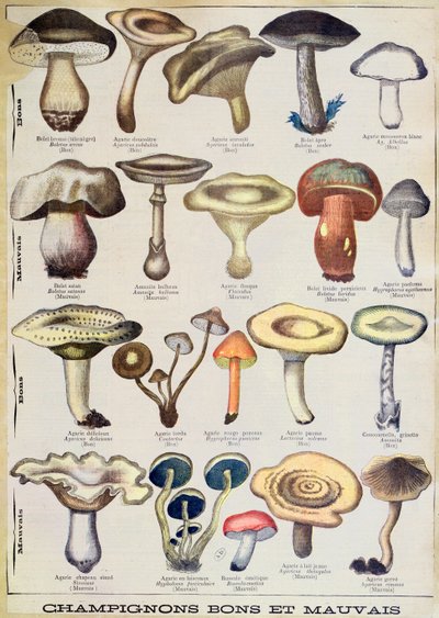 Placa botánica que representa "Setas buenas y malas", c.1900 (litografía en color) de French School