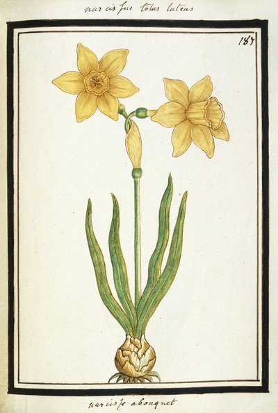 Ramo de Narcisos, c.1700 de French School
