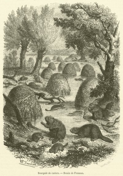 Aldea de castores de French School