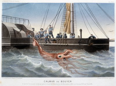 Calamar Bouyer - en “Le monde de la mer” de Alfred Fredol, Hachette, París de French School