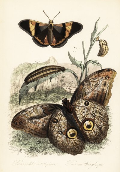 Mariposa Brassolis sophorae, pupa y larva oruga de French School