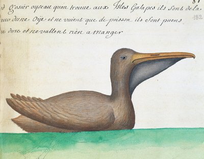 Pelícano pardo (Pelecanus occidentalis), Islas Galápagos, acuarela del libro de bitácora de Jacques Gouin de Beauchesne (1652-1730), capitán de la Compagnie royale de la Mer du Sud, de 1698 a 1701, Francia de French School