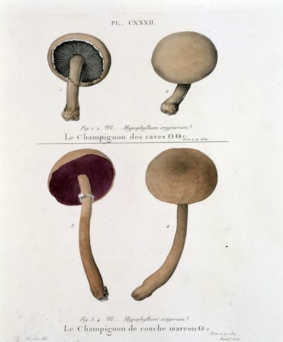 Hongo de capa marrón - en “Treat des champignons” de Jean Jacques Paulet, finales del siglo XVIII de French School