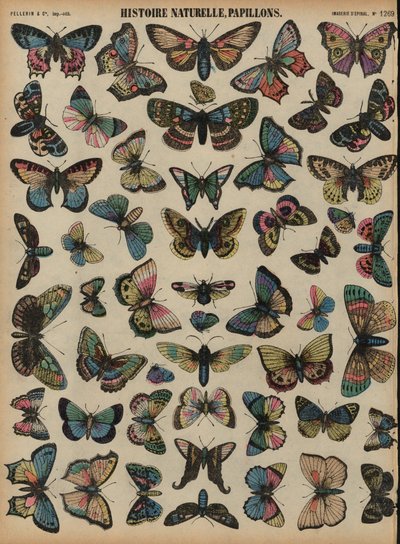 Mariposas de French School