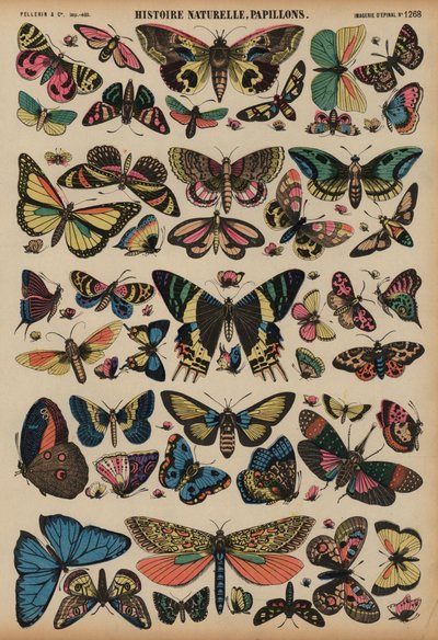 Mariposas de French School