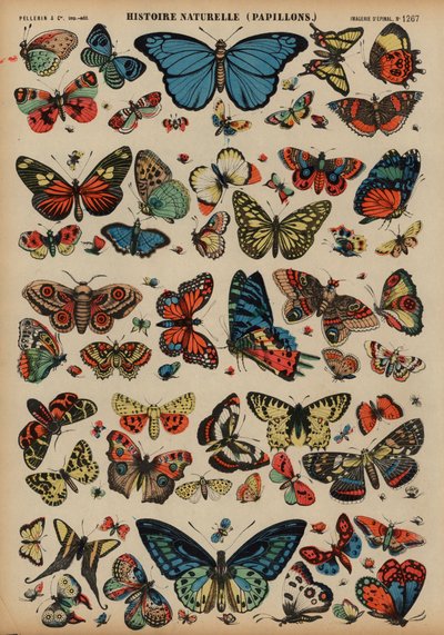 Mariposas de French School