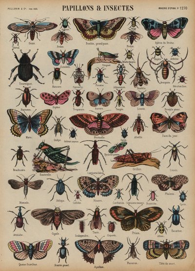 Mariposas y otros insectos de French School
