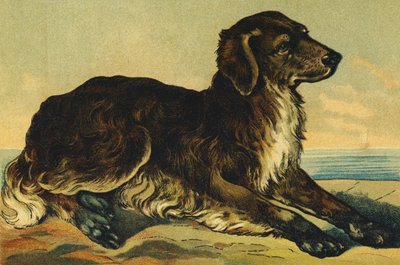 C como Perro de French School