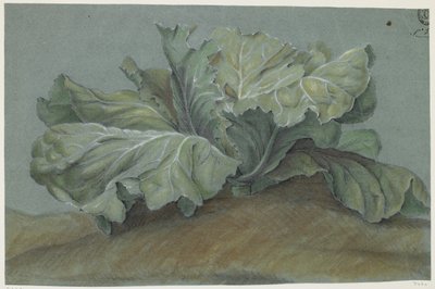 Planta de repollo de French School