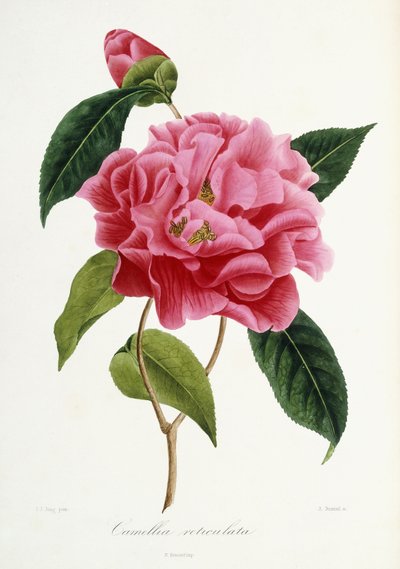 Camellia reticulata, 1839-1943 de French School