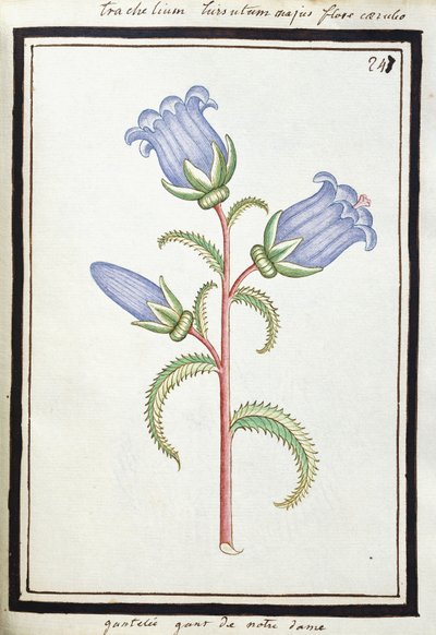 Campanula Trachelium, c.1700 de French School